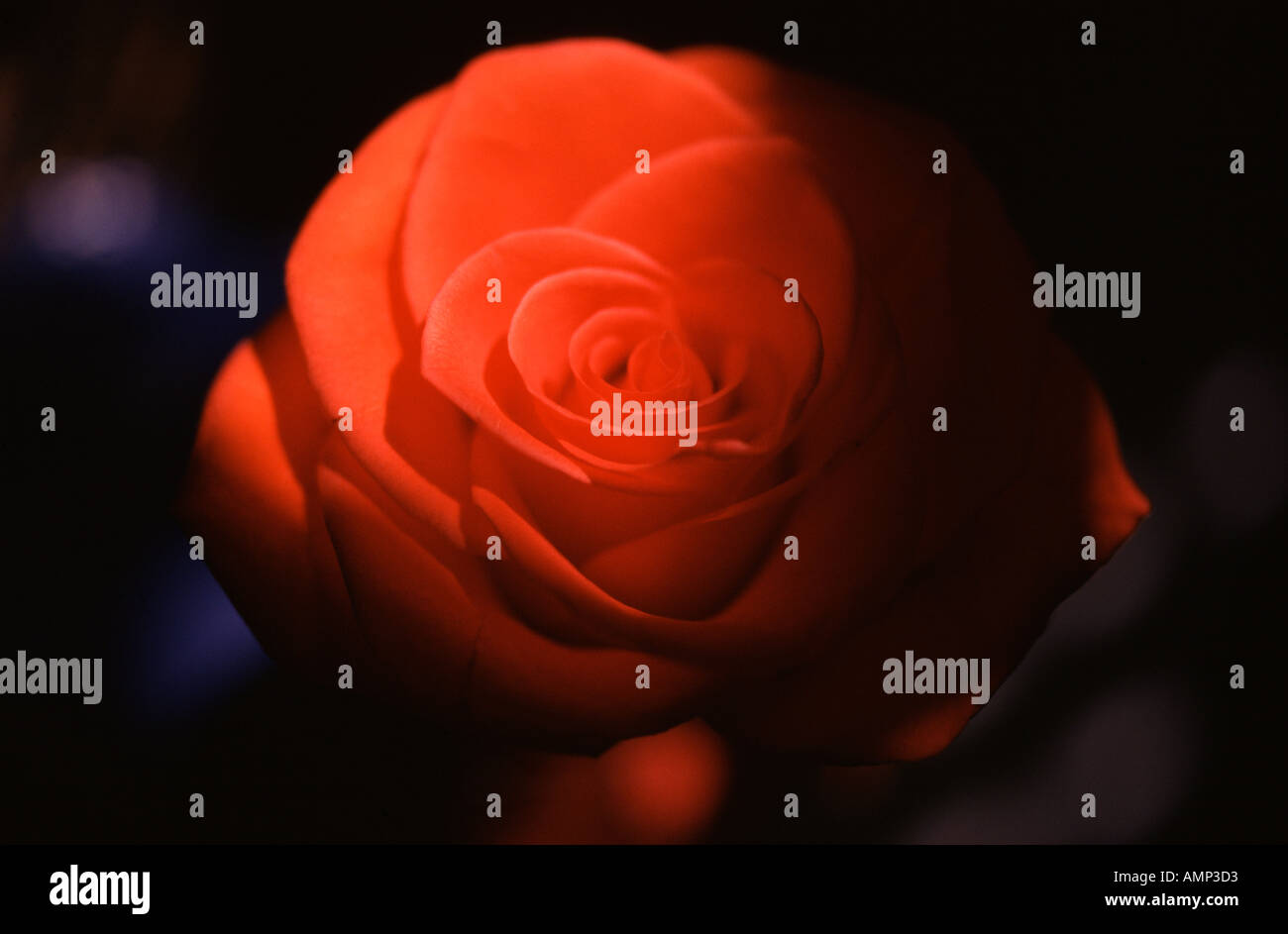 Primo piano di una rosa rossa fiore in piena fioritura Foto Stock