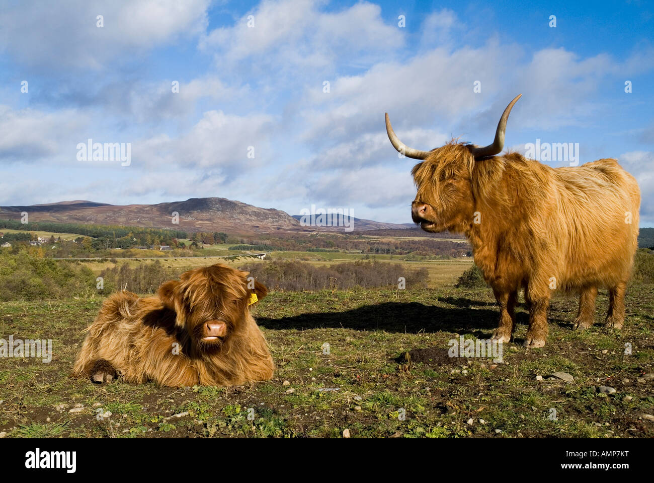 dh bovini da mucca delle Highland Regno Unito bovini da mucca e vitello delle Highland scozzesi nel campo Kingussie Shaggy animale scozia Foto Stock