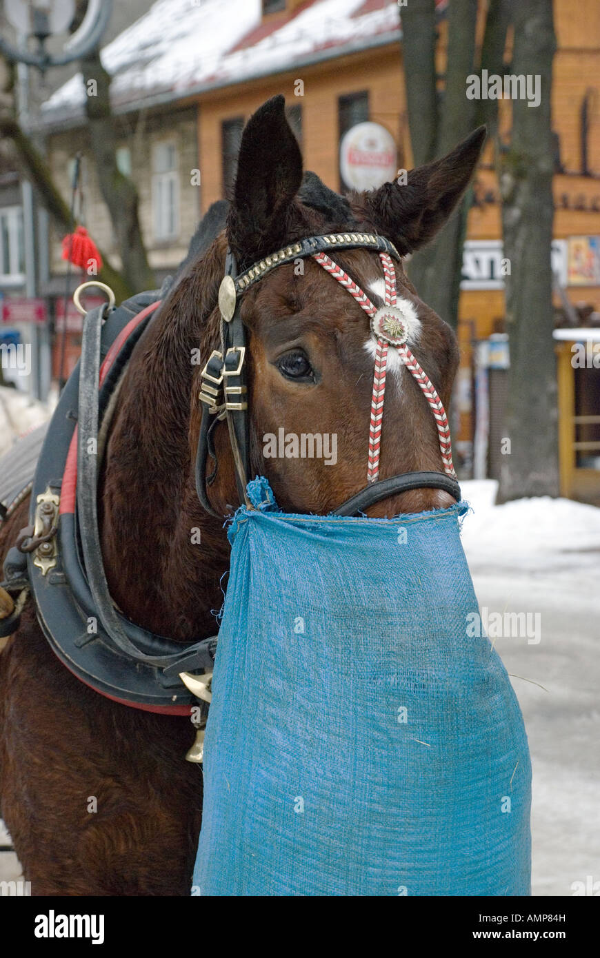 horse with nose bolsa