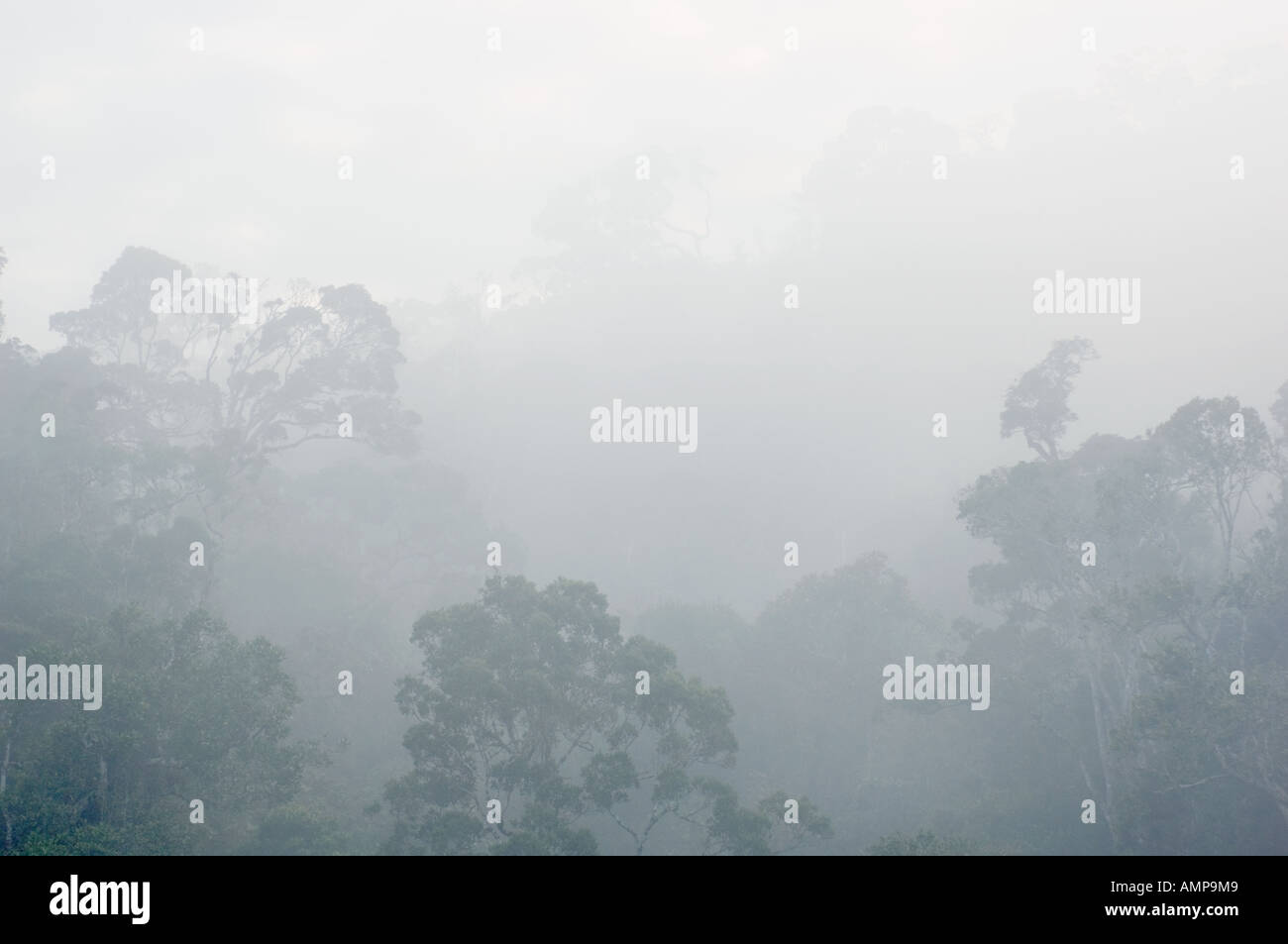 La nebbia oltre la foresta pluviale, Andasibe-Mantadia Parco Nazionale di Perinet Riserva, Madagascar Foto Stock