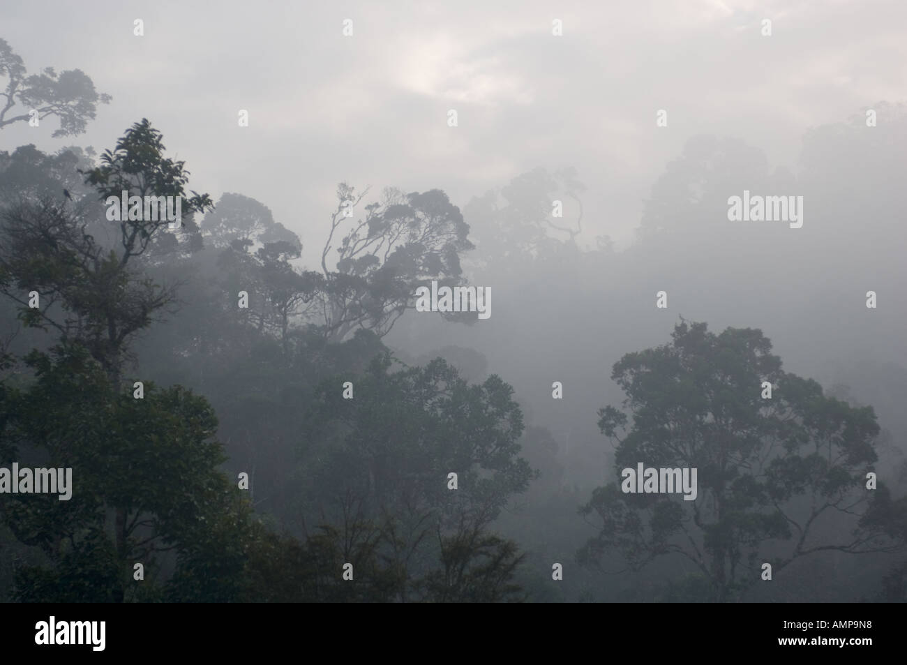 La nebbia oltre la foresta pluviale, Andasibe-Mantadia Parco Nazionale di Perinet Riserva, Madagascar Foto Stock