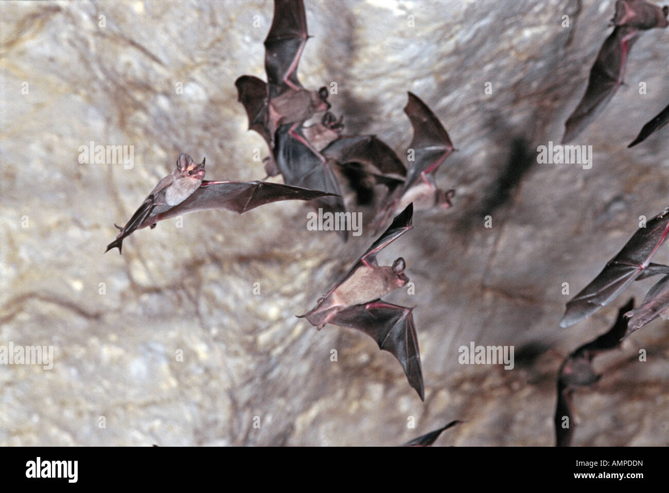Libera messicana tailed Bat Tadarida brasiliensis Kickapoo Caverns parco dello stato TEXAS Stati Uniti possono Molossidae adulti Foto Stock