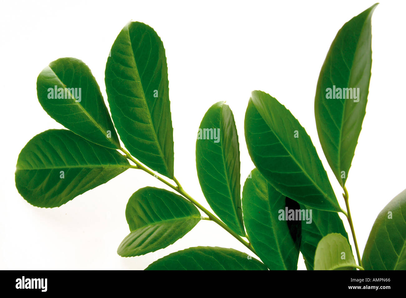 Foglie di alloro (Prunus laurocerasus), close-up Foto Stock