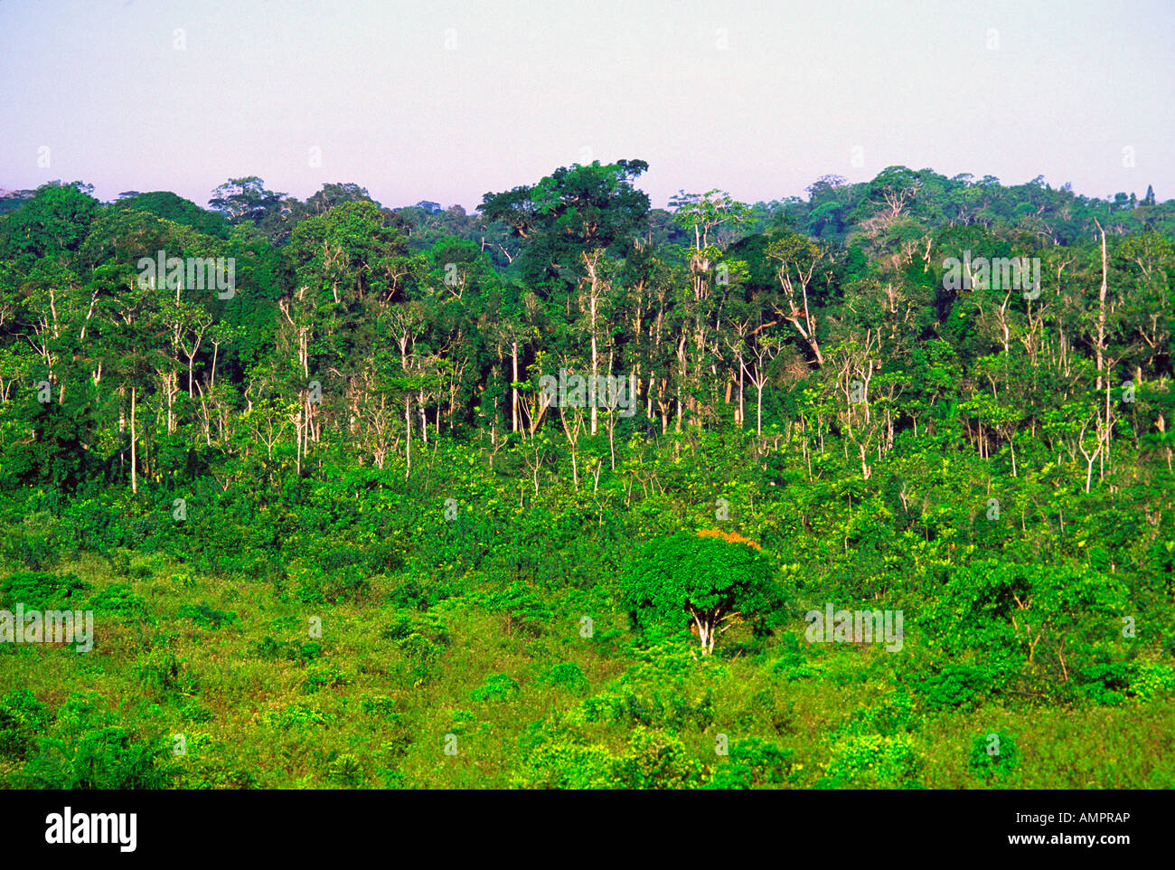 Rain Forest clearing, Costa d'Avorio Foto Stock