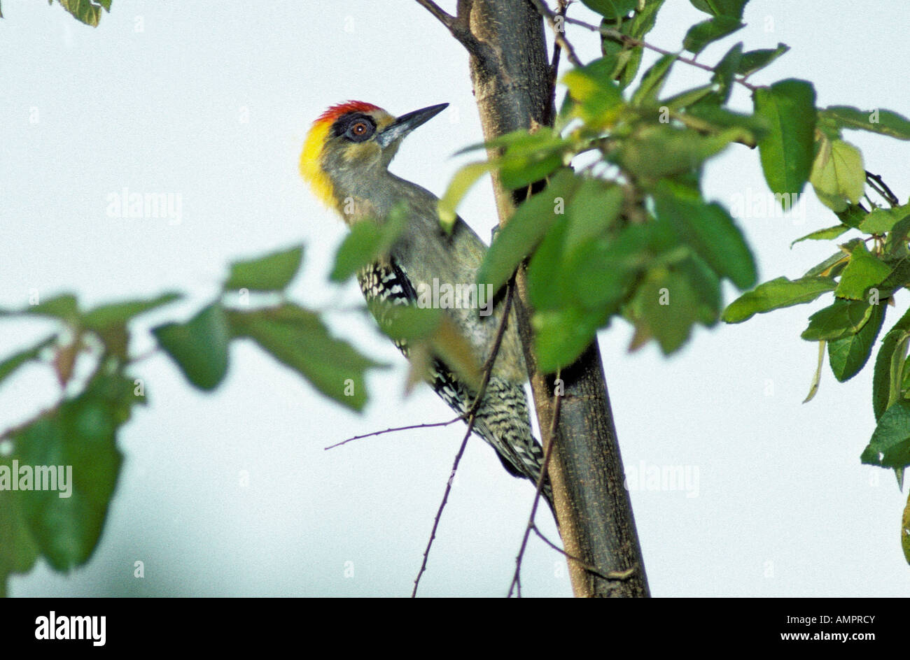 Golden-cheeked Picchio chrysogenys Melanerpes Manzanillo Colima Messico ottobre maschio adulto Picidae Foto Stock