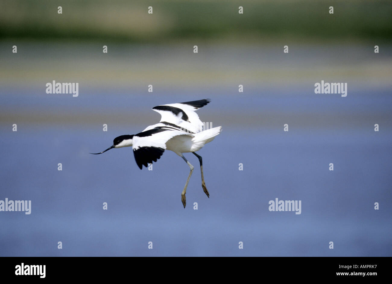 Avocetta recurvirostra avosetta singolo uccello in volo NORFOLK REGNO UNITO Giugno Foto Stock