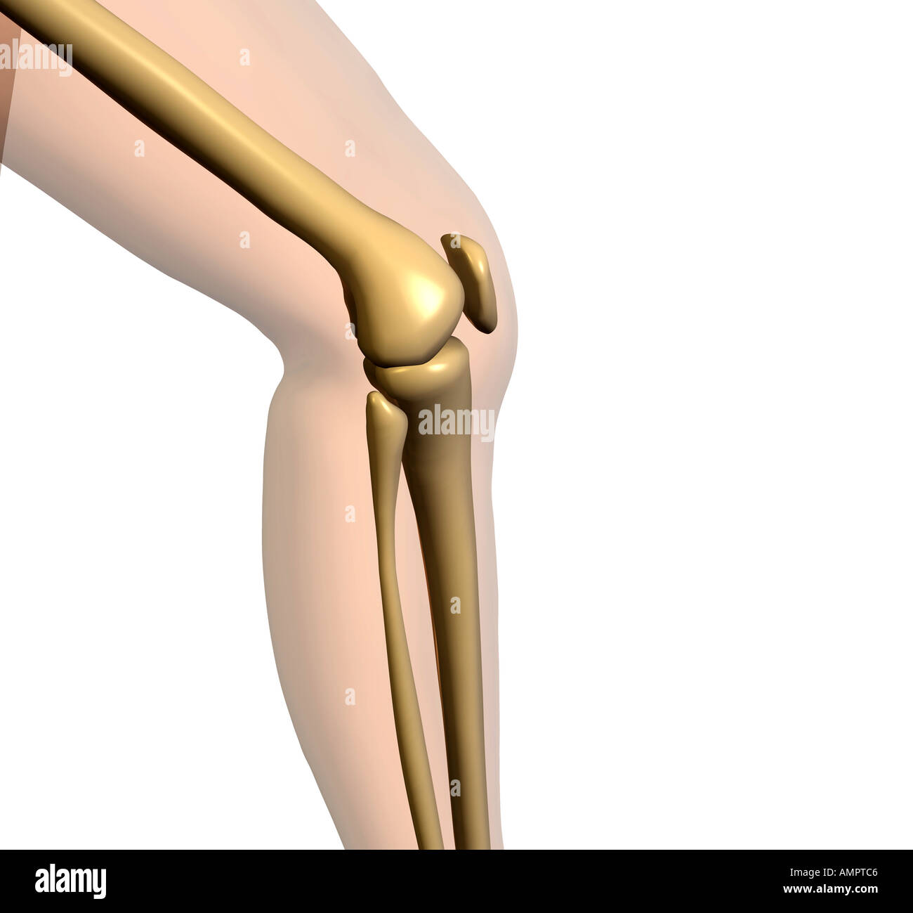 ginocchio anatomia Foto Stock