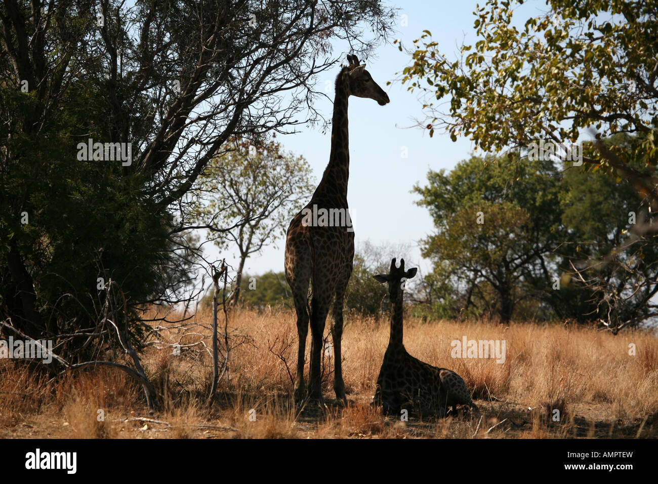 La giraffa calve) con la madre Foto Stock