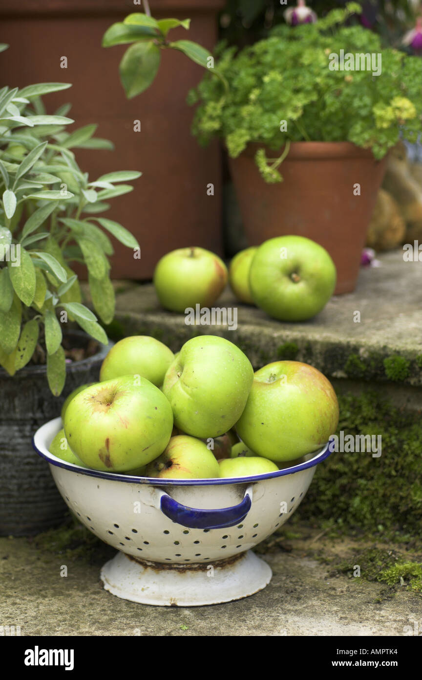 Giardino ancora in vita con bramley mele nel colapasta rustico impostazione Foto Stock