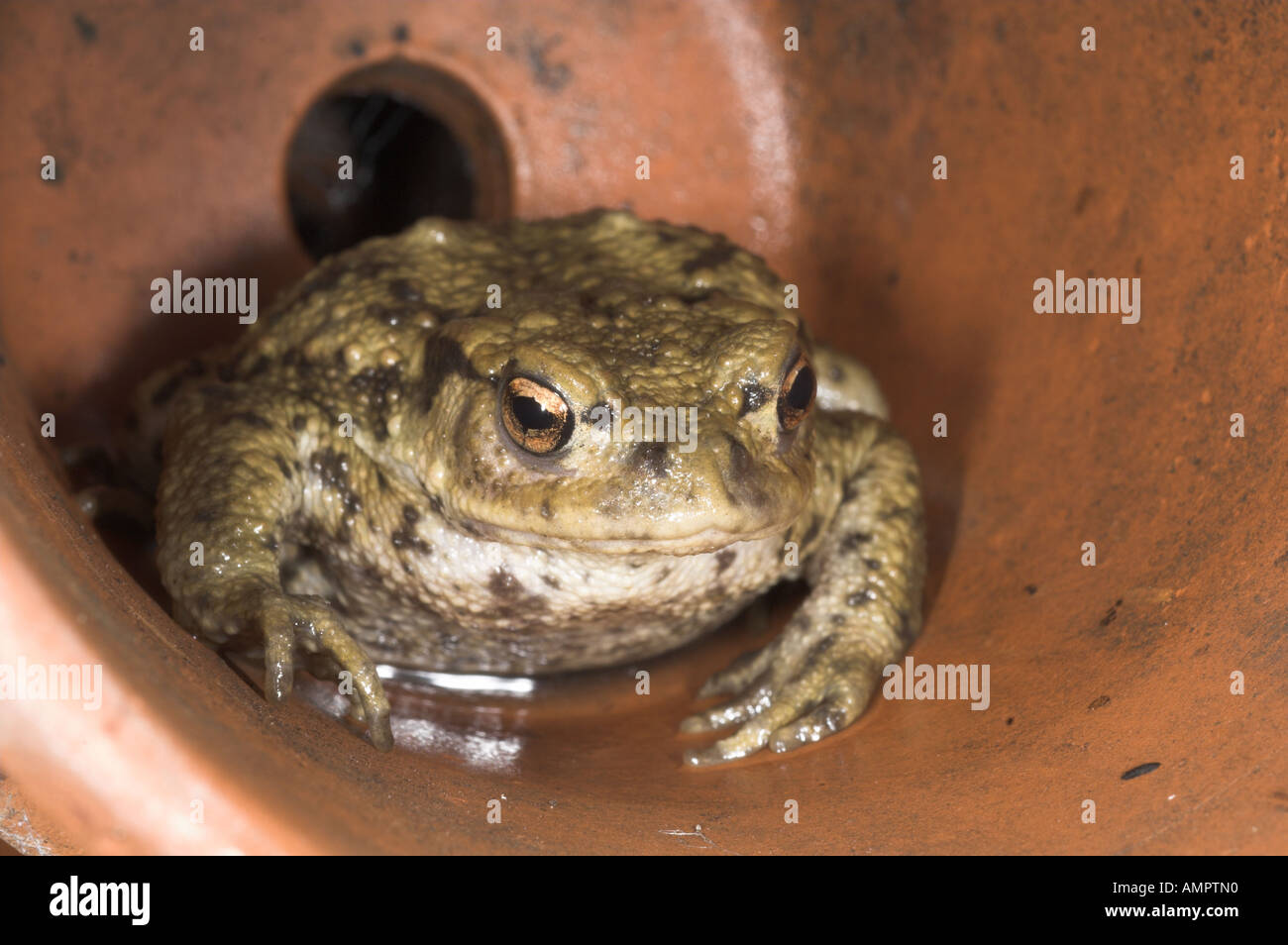 Il rospo comune Bufo bufo in vaso da fiori in terracotta NORFOLK REGNO UNITO Agosto Foto Stock