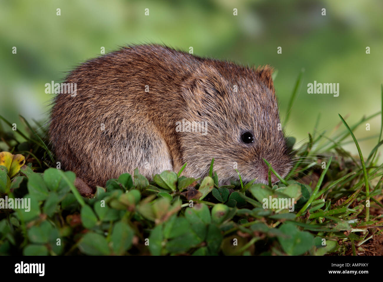 Corto-tailed Vole Microtus agrestis avanzamento sul trifoglio Potton Bedfordshire Foto Stock