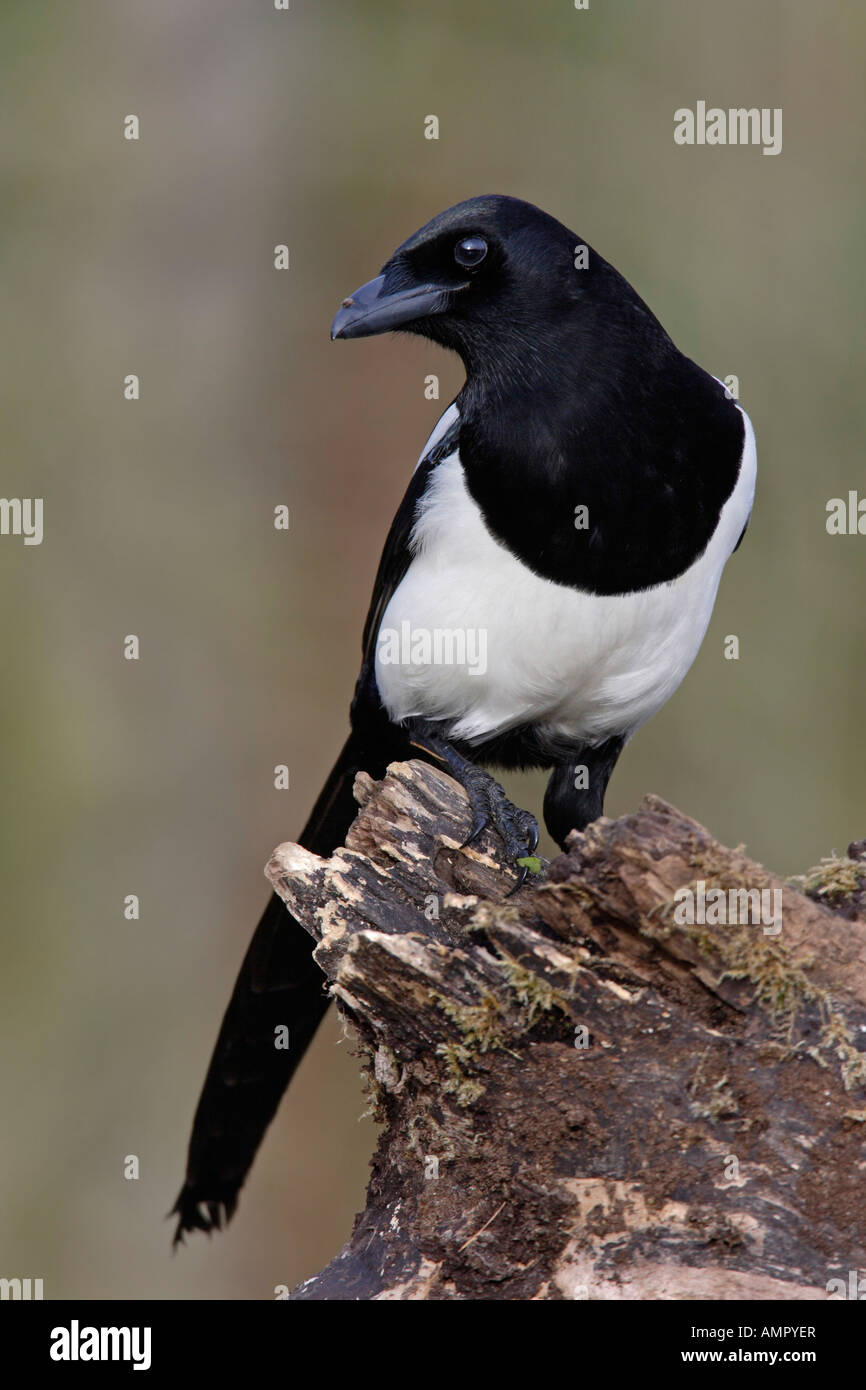 Gazza Pica pica sul log cercando alert Potton Bedfordshire Foto Stock