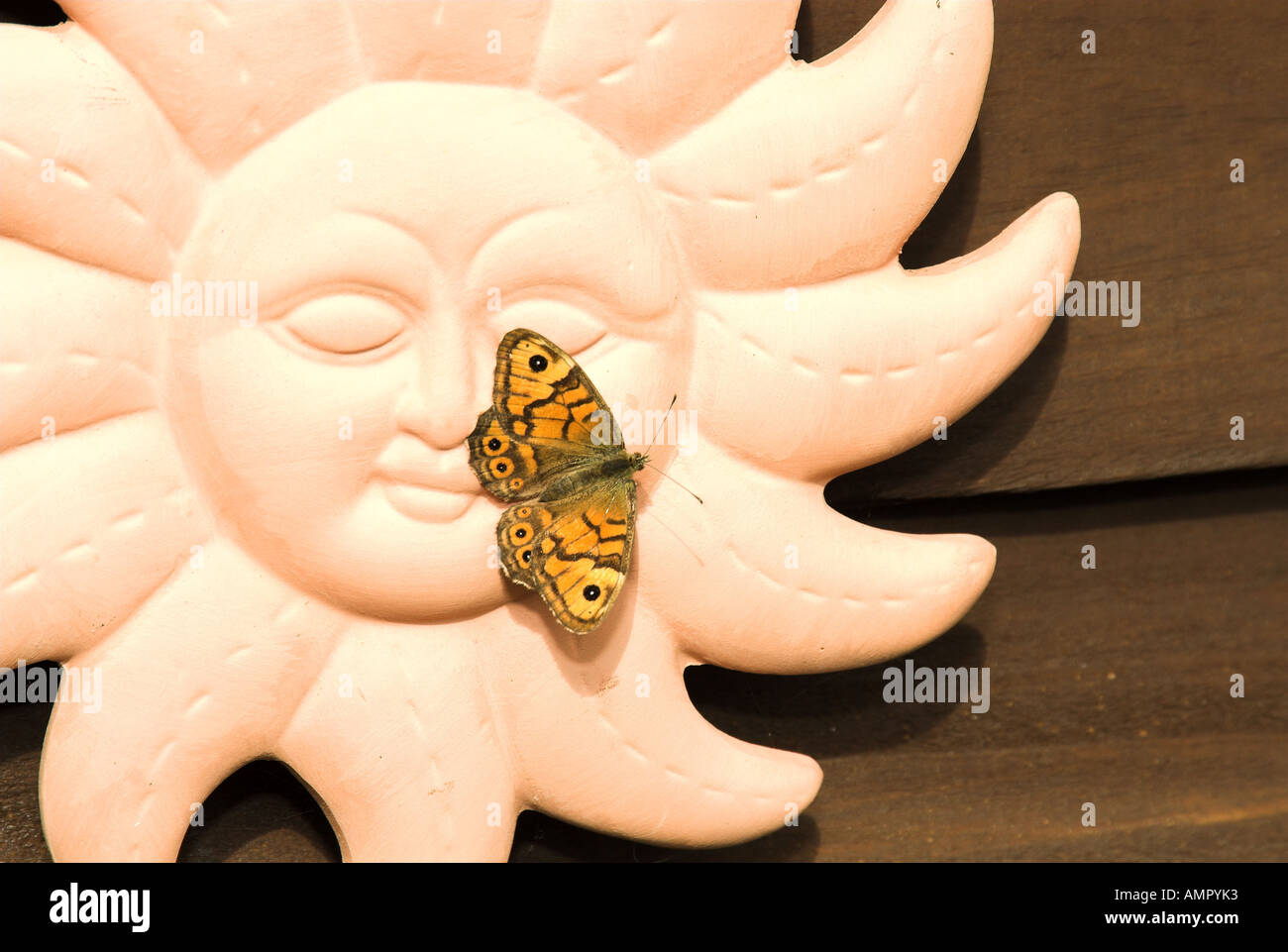 Parete di farfalla marrone megera lasoimmata crogiolarsi su terracotta decorativi garden includono NORFOLK REGNO UNITO Agosto Foto Stock