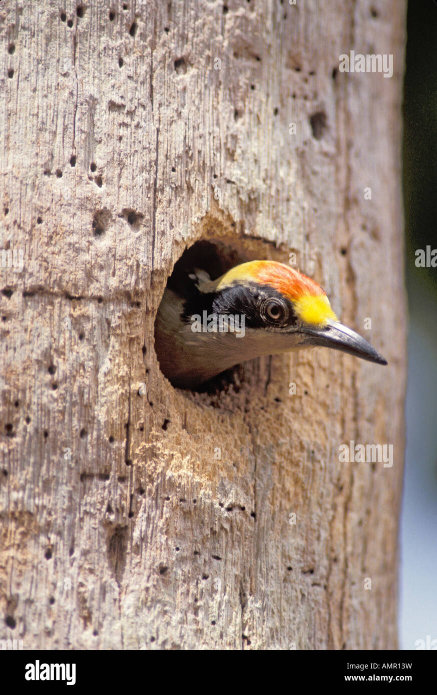 Golden-Picchio naped Melanerpes chrysauchen rio Sierpe COSTA RICA Marzo femmina adulta Picidae Foto Stock