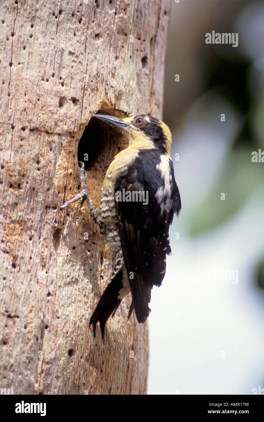 Golden-Picchio naped Melanerpes chrysauchen rio Sierpe COSTA RICA Marzo femmina adulta Picidae Foto Stock