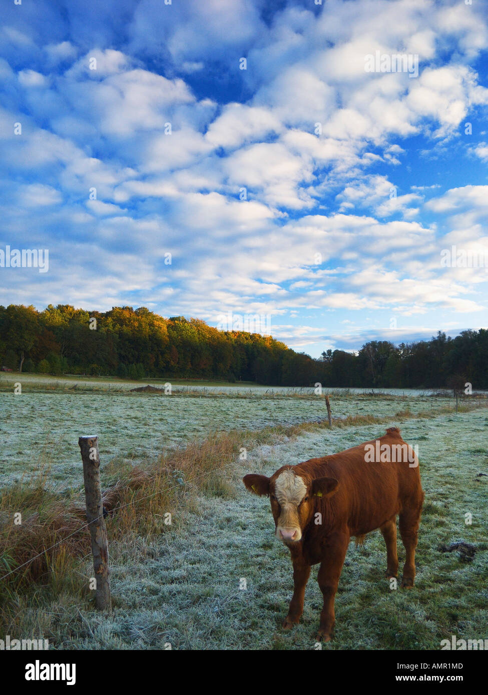 Torello in pascolo, Baviera, Germania Foto Stock