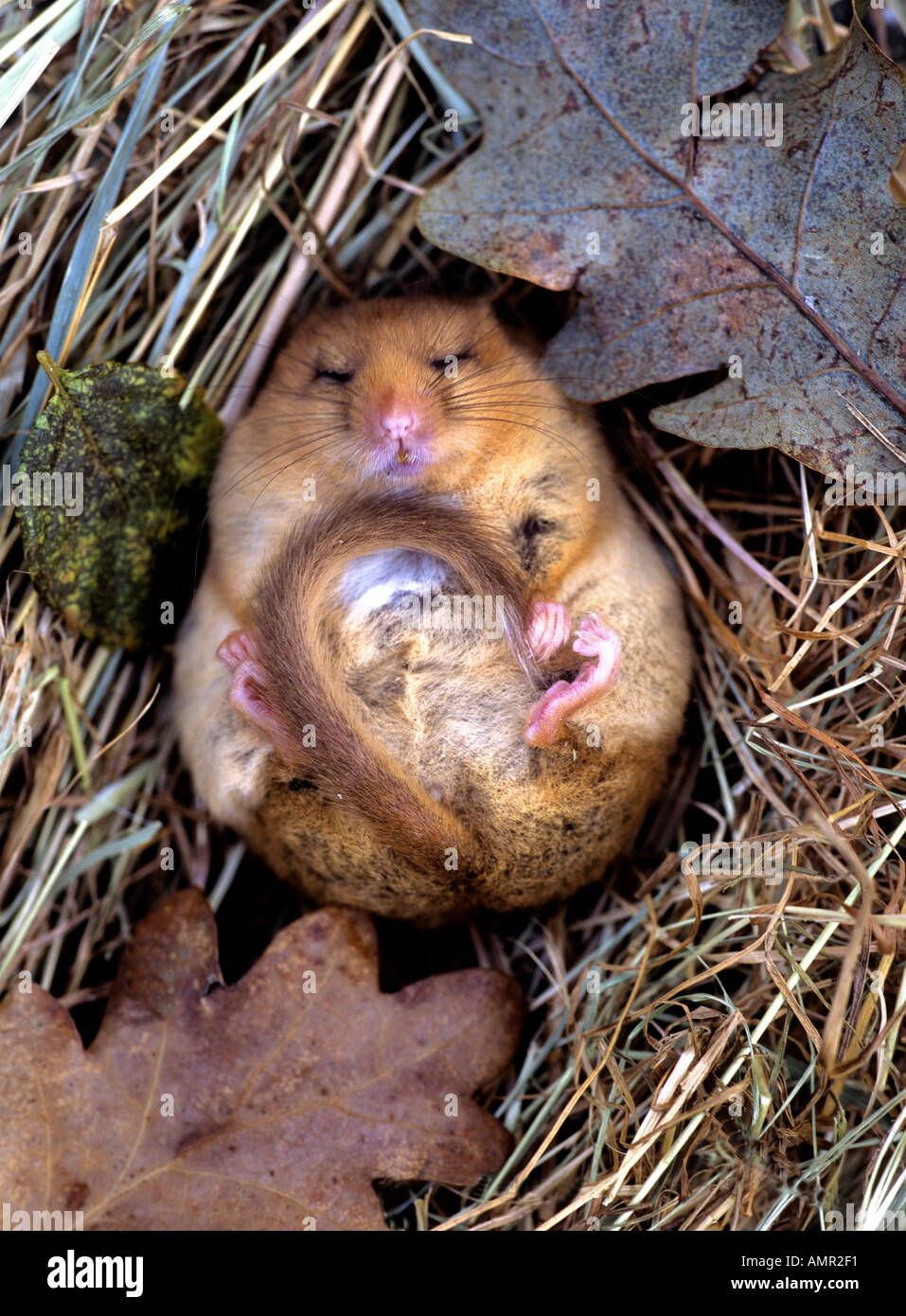 Hazel Moscardino Muscardinus avellanarius dormendo entra in modalità di ibernazione Foto Stock