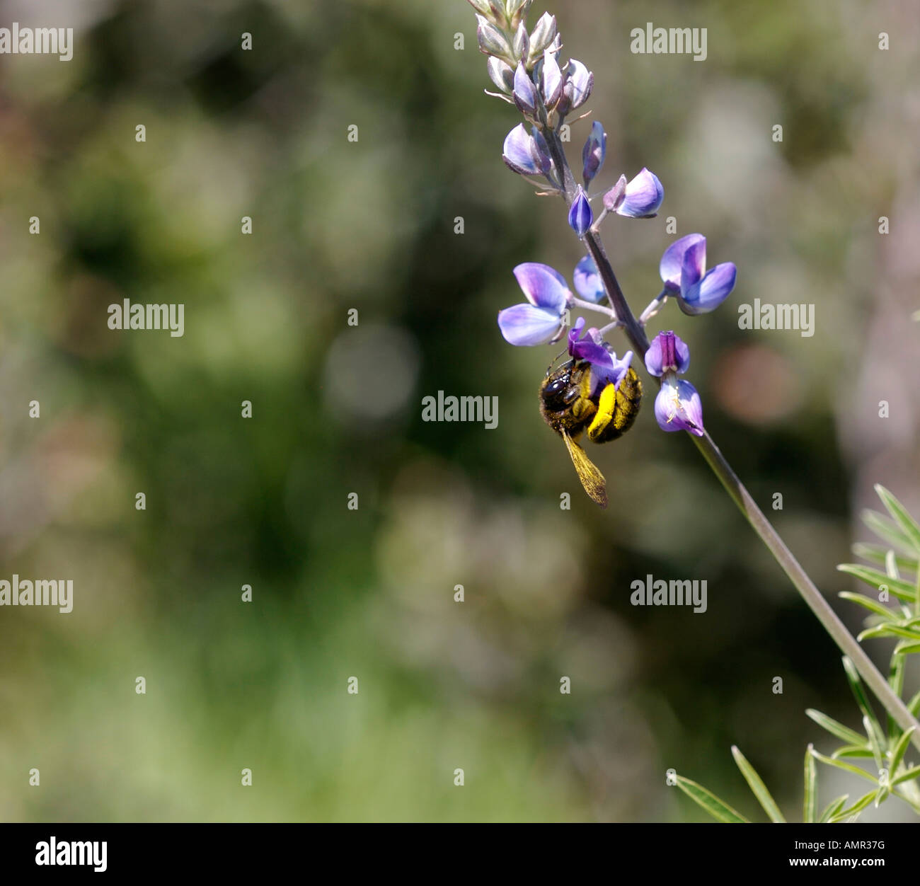 Bumblebee sul fiore di lupino Foto Stock