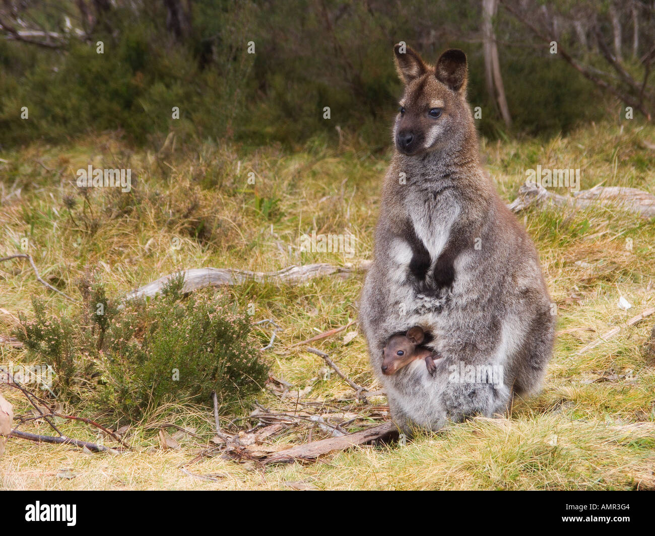 Bennetts Wallaby e Joey, Cradle Mountain Lake St Clair National Park, la Tasmania Foto Stock