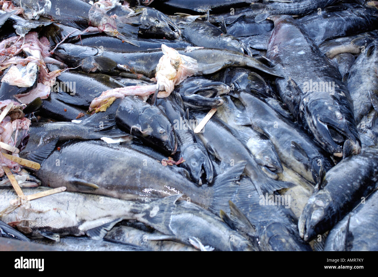 Morto il Salmone Chum rimosso dal fiume Qualicum dopo la deposizione delle uova Foto Stock