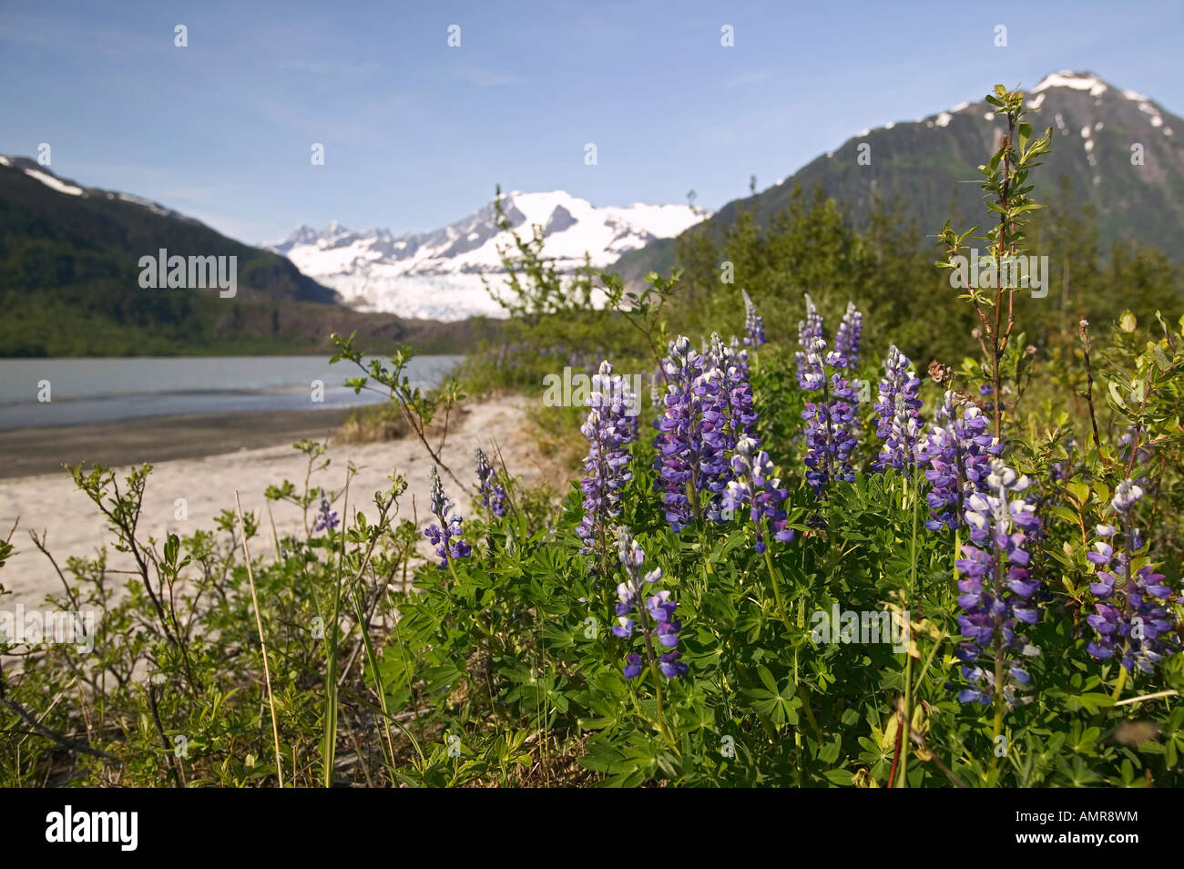 Stati Uniti d'America, Alaska, passaggio interno, Juneau, lupini vicino Lago Mendenhall con Mendenhall Glacier in background Foto Stock