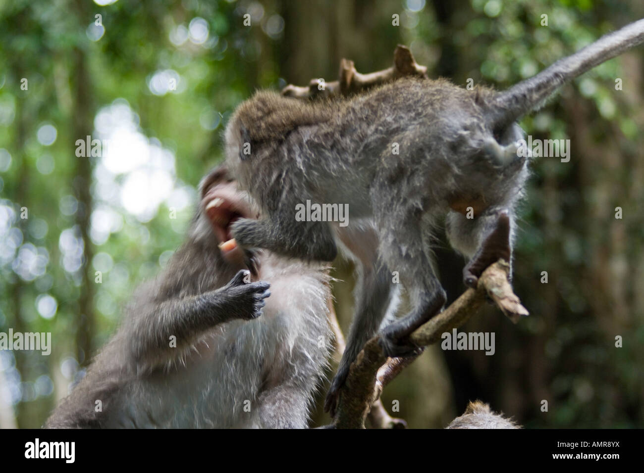 Monkey lotta lunga coda di macachi Macaca fascicularis Monkey Forest Ubud Bali Indonesia Foto Stock