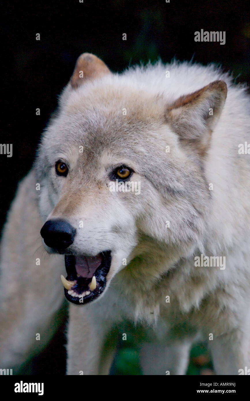 Legname Wolf, Canis lupus (aka Lupo grigio) al Parc Omega in Montebello, Outaouais, Quebec, Canada. Foto Stock