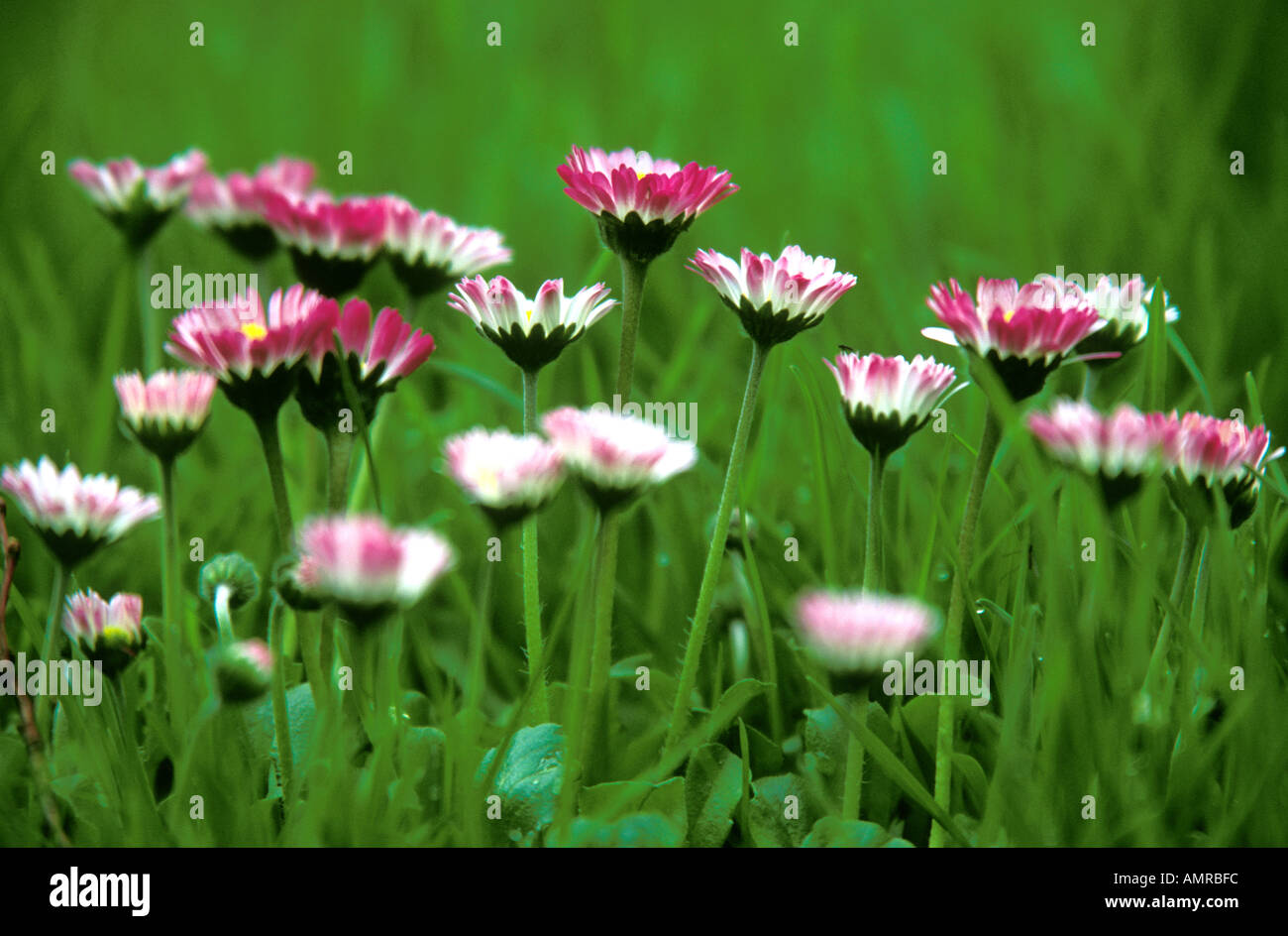 Daisy Campo dei Fiori Foto Stock