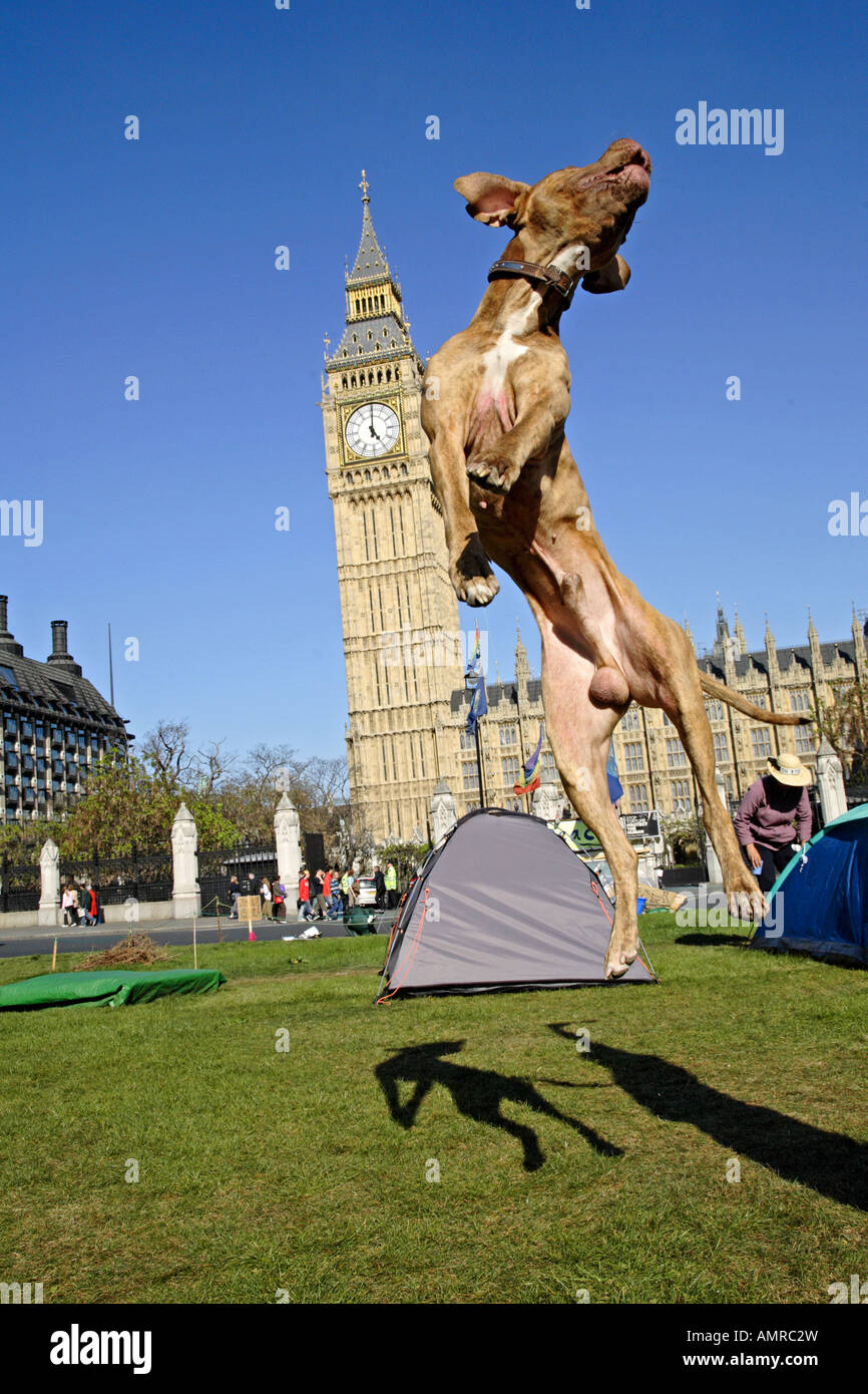 Un cane grande jumping accanto al Big Ben di Londra Foto Stock