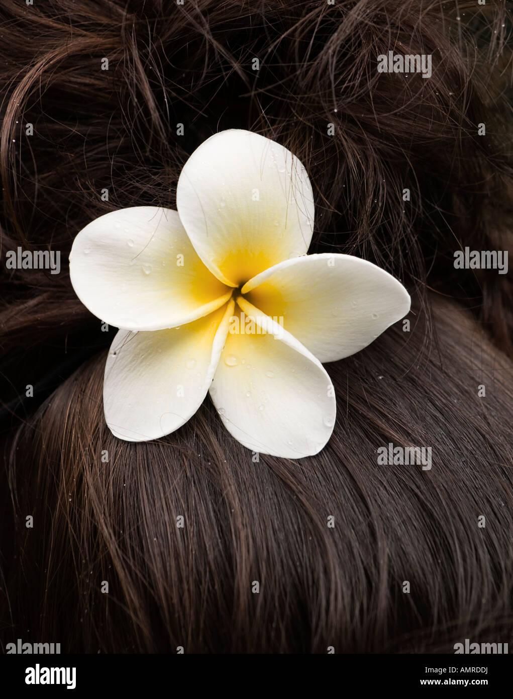 Bianco fiore hawaiano in donna capelli Foto stock - Alamy