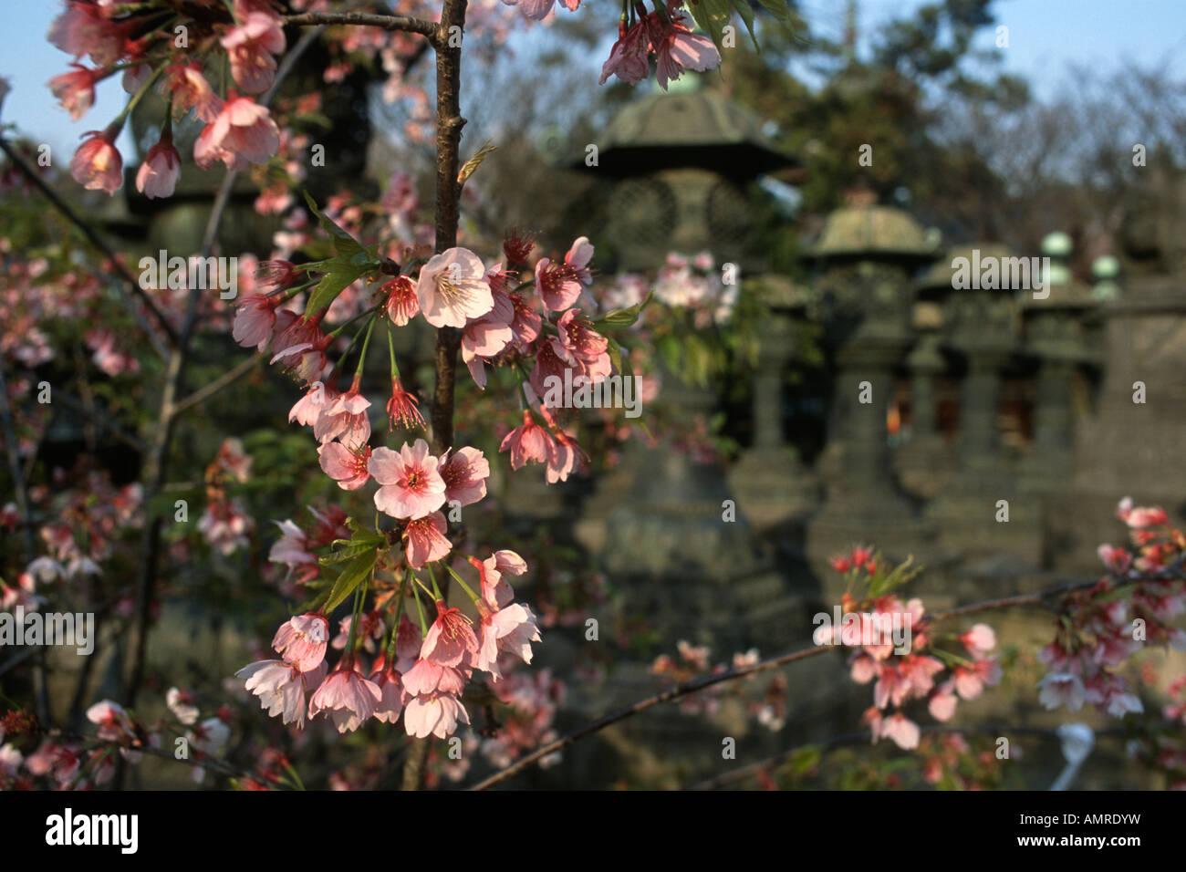 Tokyo Japan Pink cherry blossom at Toshogu Shrine in Ueno Park Foto Stock