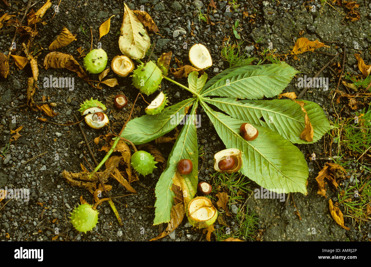 Ippocastano - Aesculus hippocastanum, Wiltshire, Regno Unito. Foto Stock