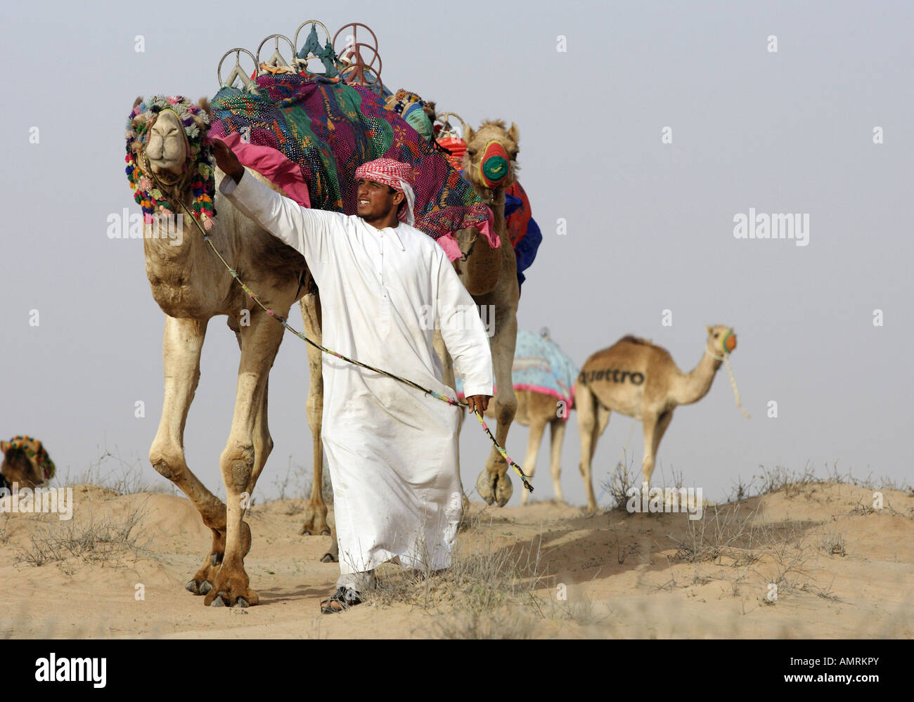 L'uomo con i suoi cammelli nel deserto, Dubai, Emirati Arabi Uniti Foto Stock