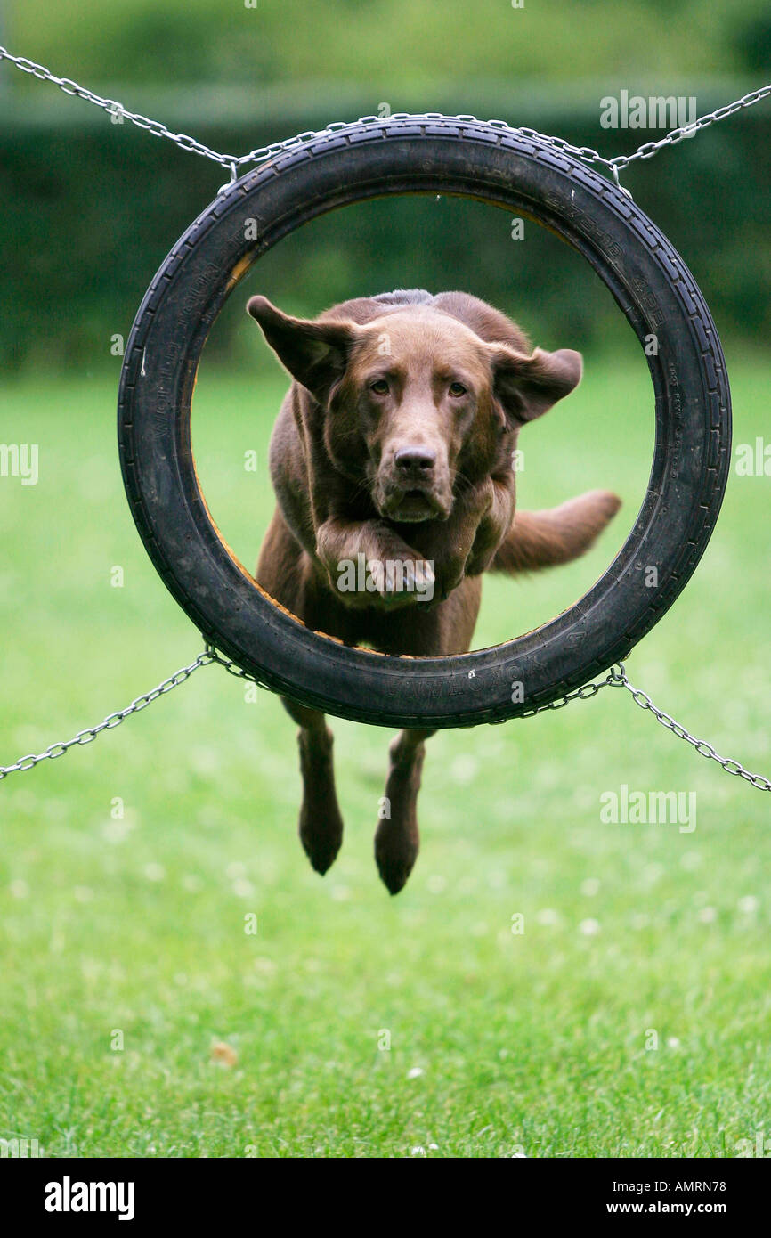 Il Labrador Retriever saltando attraverso il pneumatico agilità Labrador Retriever springt durch Reifen aussen outdoor Foto Stock