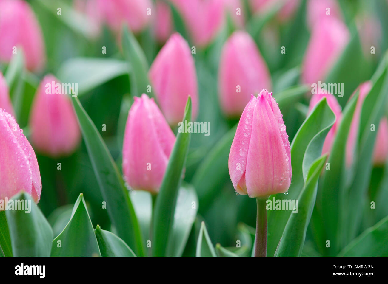 Close-Up di tulipani Foto Stock