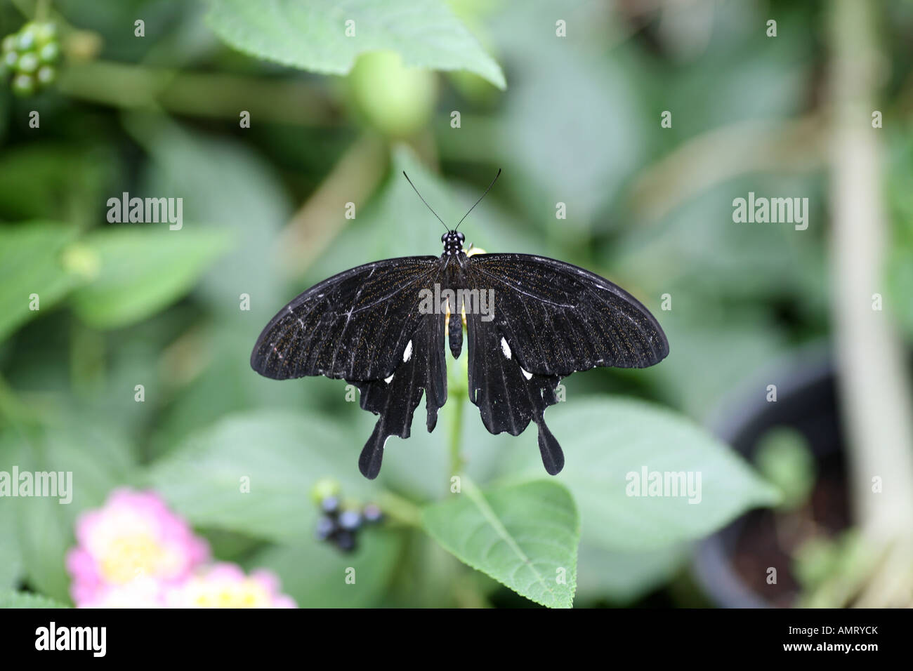 Crow farfalla a coda di rondine Foto Stock