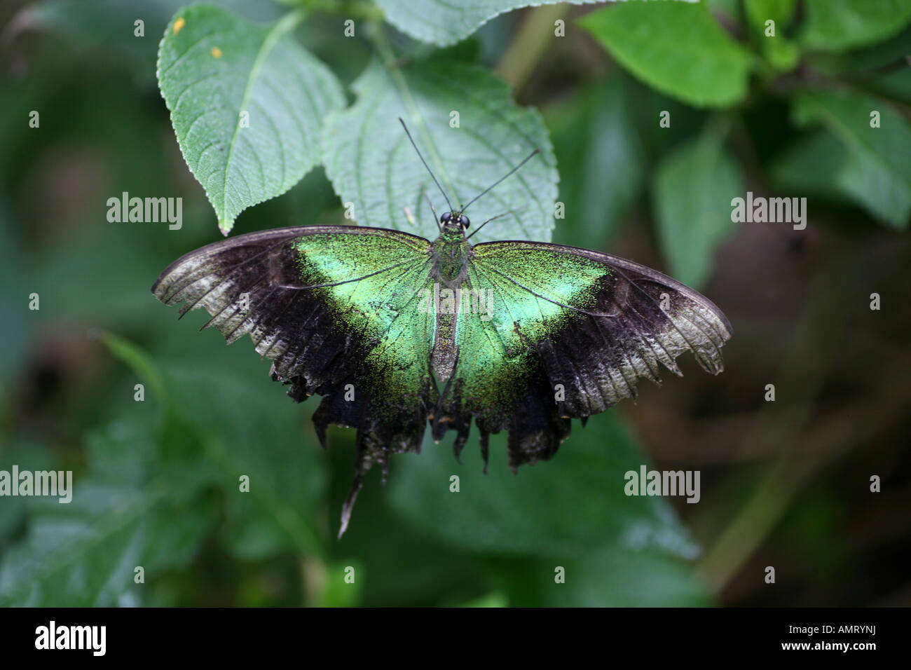 Smeraldo farfalla a coda di rondine Foto Stock