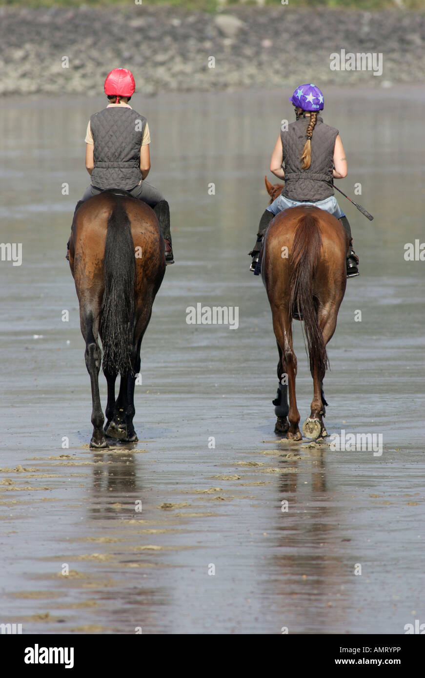 Piloti del cavallino sulla riva del fiume Elba, Amburgo, Germania Foto Stock