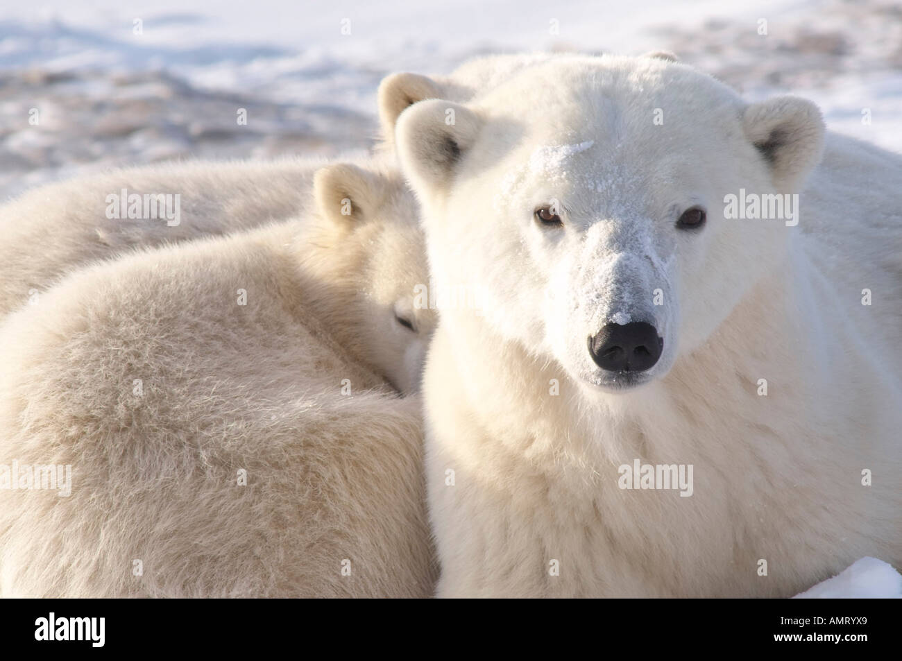 Polari Madre orsa con cuccioli, Churchill, Manitoba, Canada Foto Stock