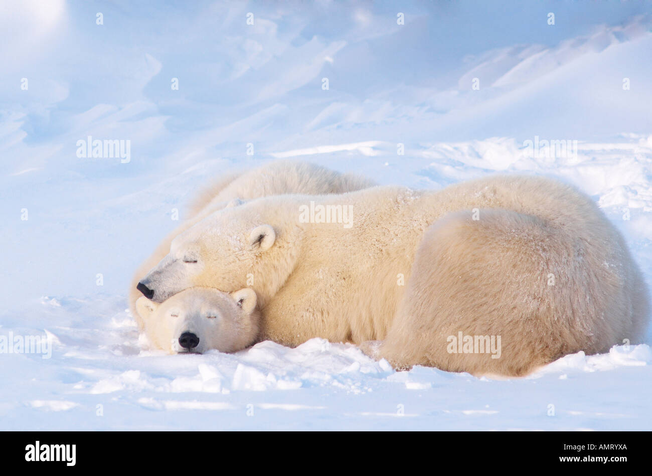 Polari Madre orsa con cuccioli, Churchill, Manitoba, Canada Foto Stock