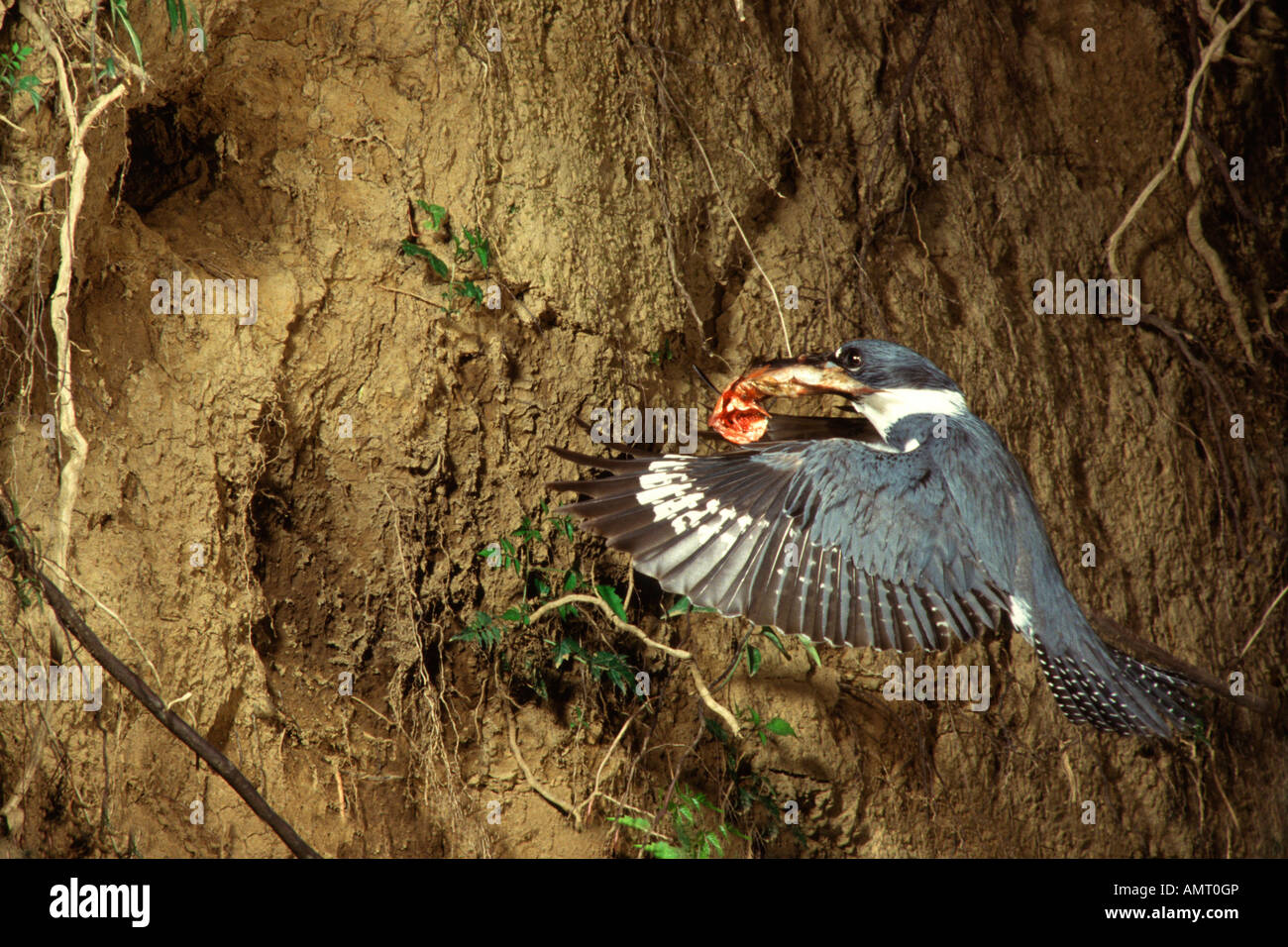 Belted Kingfisher nido di avvicinamento Foto Stock