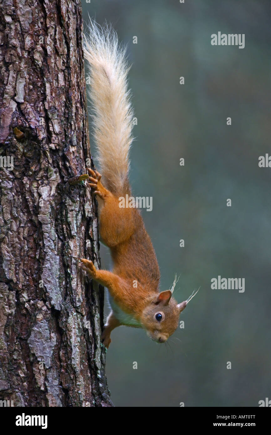 Scoiattolo rosso Sciurus vulgaris estate adulto nella foresta di pini Speyside Scozia Luglio Foto Stock