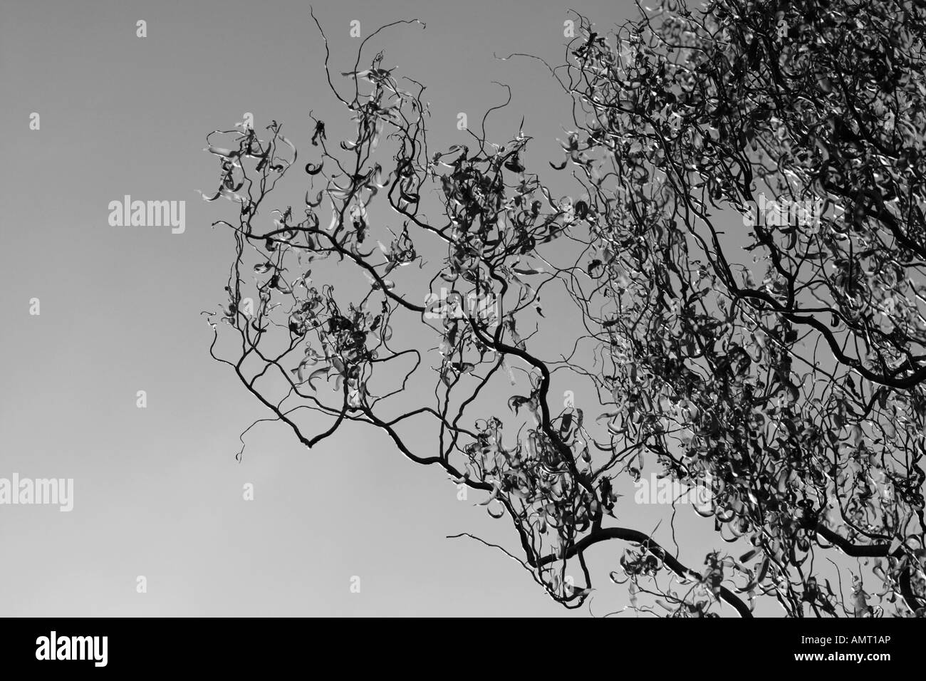 Cavatappi ritorto Willow contro Sky Foto Stock