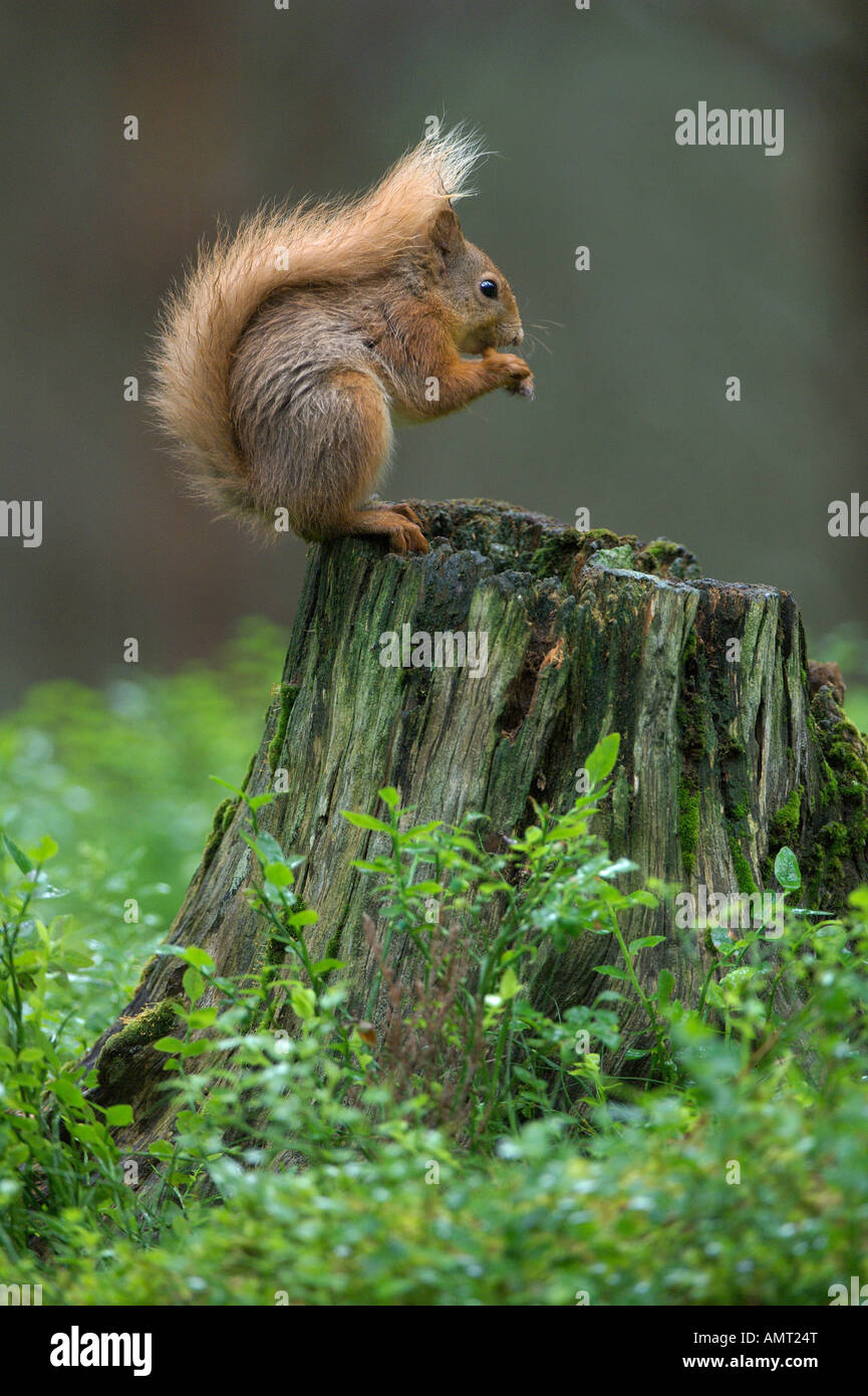 Scoiattolo rosso Sciurus vulgaris estate adulto Speyside Scozia Luglio Foto Stock