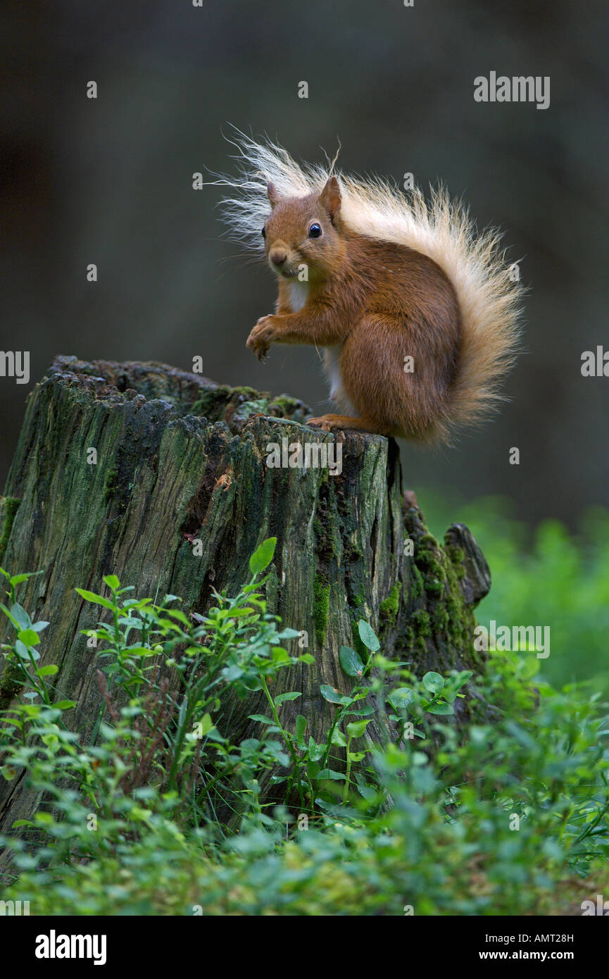 Scoiattolo rosso Sciurus vulgaris estate adulto nella foresta di pini Speyside Scozia Luglio Foto Stock