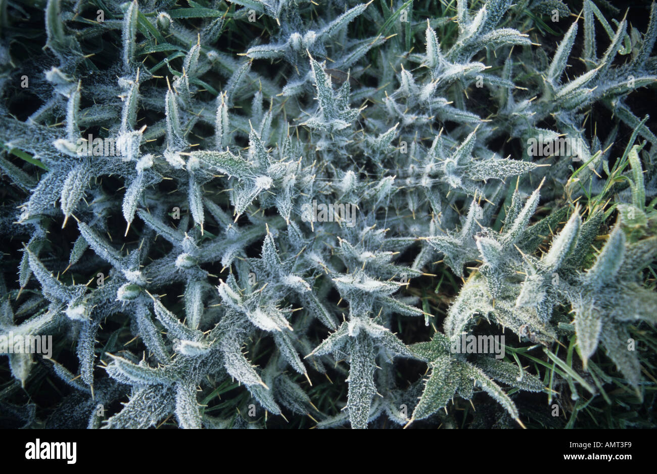 Thistle coperto di brina trasformata per forte gradiente Foto Stock