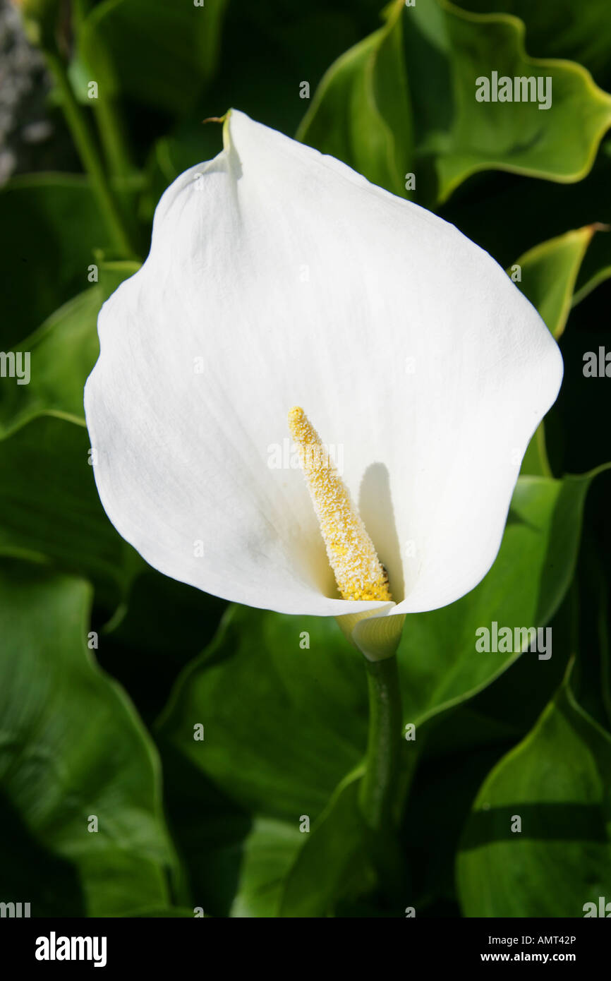 Il giglio del Nilo o Calla Lily, Zantedeschia aethiopica, Araceae. Foto Stock