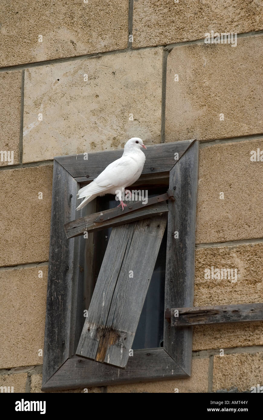 Colomba bianca pigeon in piedi su una rotta in legno del telaio della finestra Byblos Libano Medio Oriente Asia Foto Stock