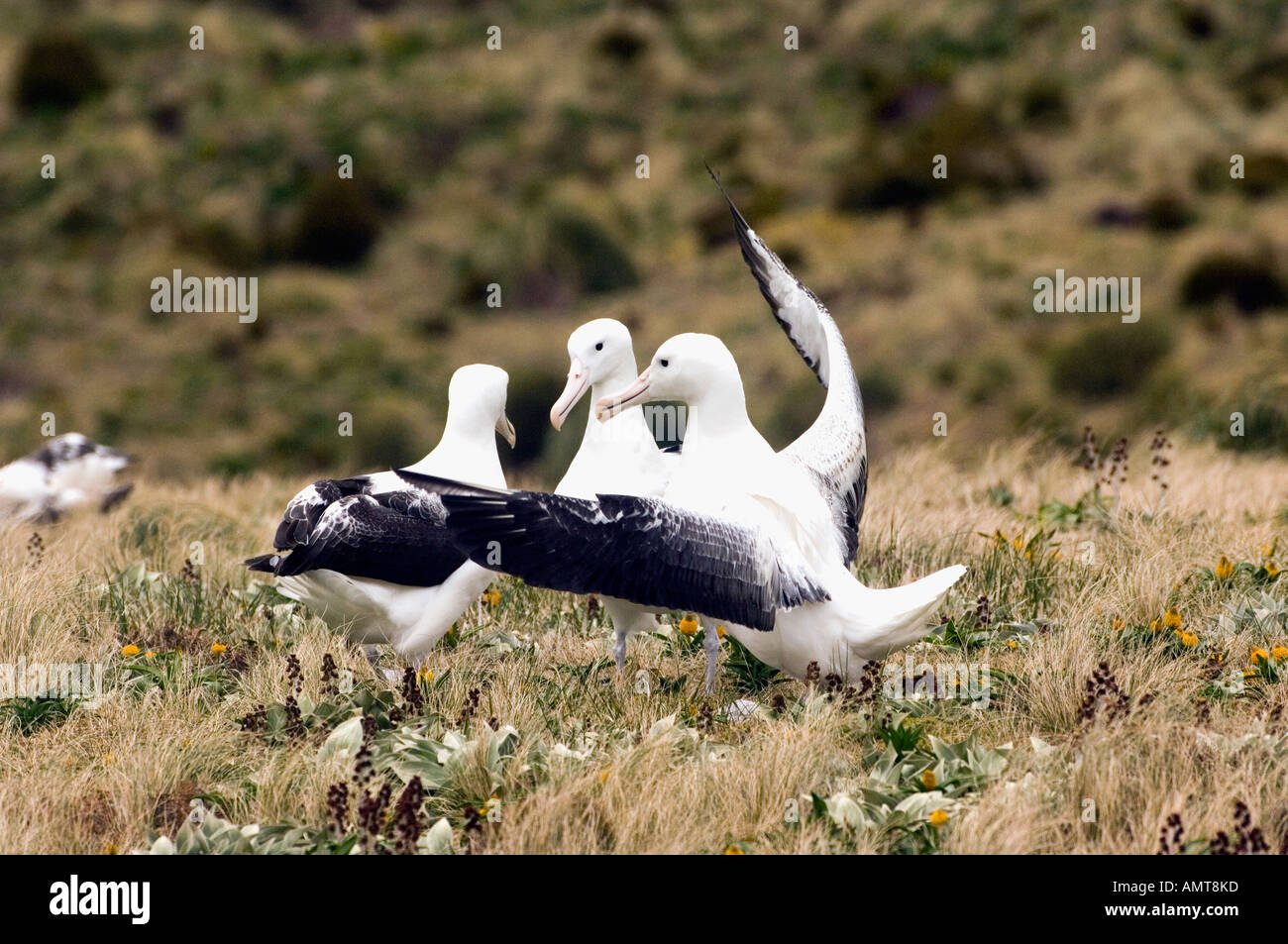 Southern Royal albatri Campbell Isole Nuova Zelanda Foto Stock