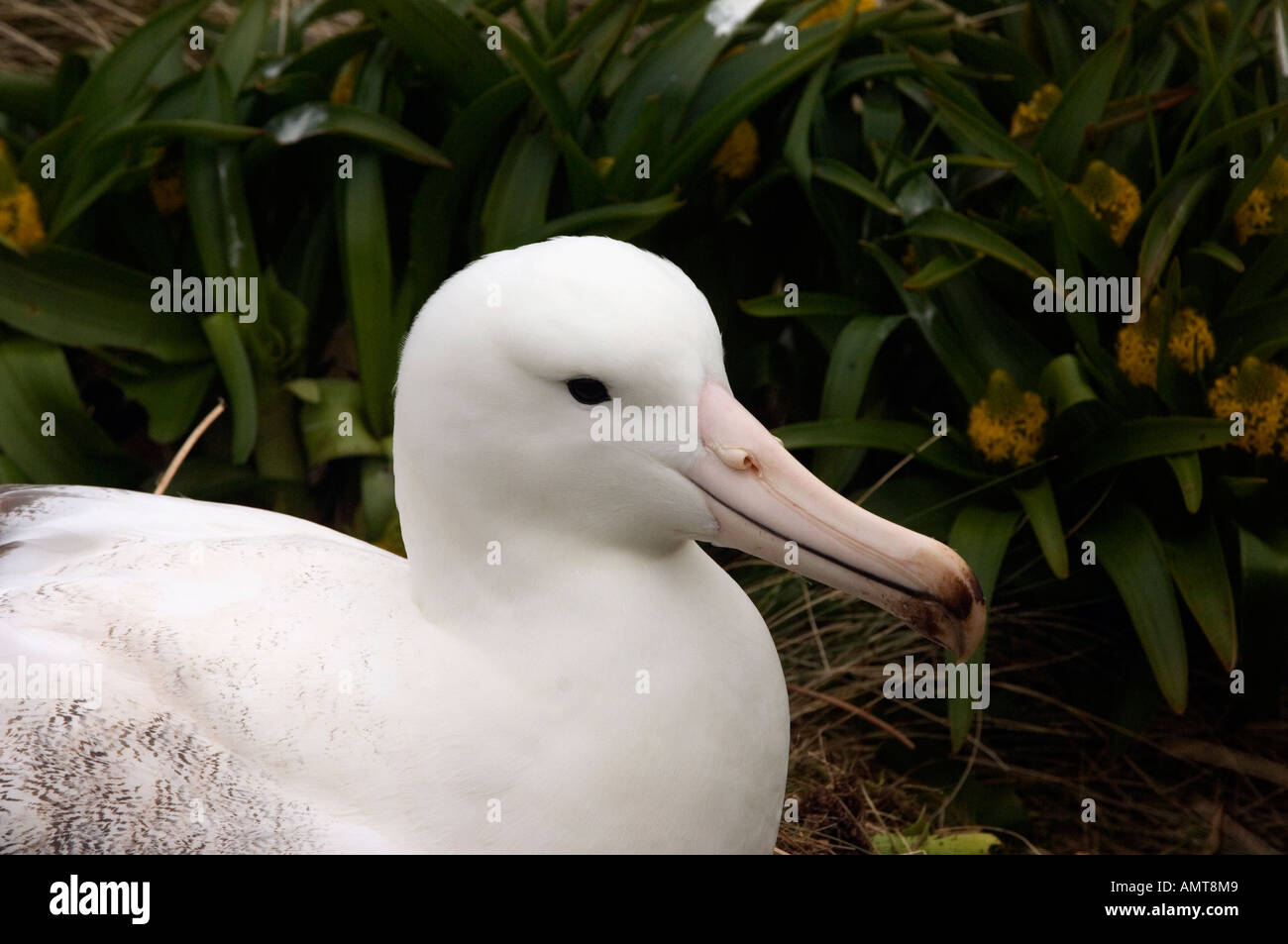 Southern Royal Albatross Campbell Isole Nuova Zelanda Foto Stock